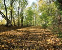 hintere Ansicht Waldweg